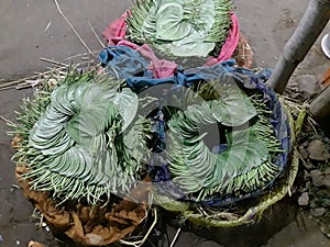 Betel leaves in baskets for sale.