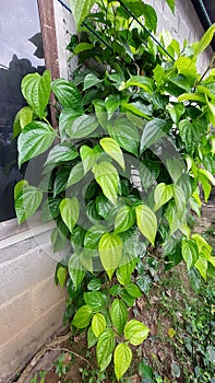 betel leaves creeping up the wall