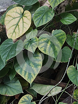 Betel leaves are dark green and yellowish