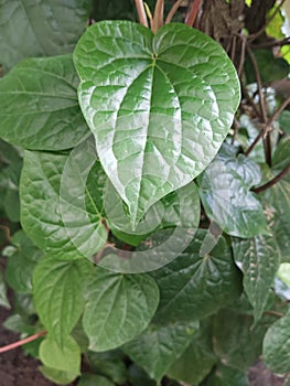 Betel leaves in the garden yard of the house