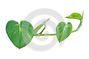 Betel leaves, Greenery plants isolated on white background have clipping path