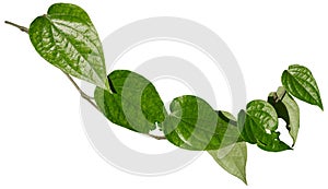 Betel leaves, Greenery plants isolated on white background have clipping path