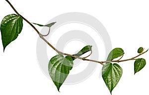 Betel leaves, Greenery plants isolated on white background have clipping path
