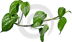 Betel leaves, Greenery plants isolated on white background have clipping path