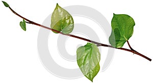 Betel leaves, Greenery plants isolated on white background have clipping path