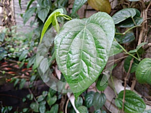 betel leaves in the home garden