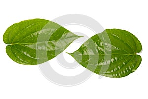 Betel leaves (isolated on white)