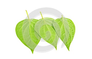 Betel leaves isolated on the white background.