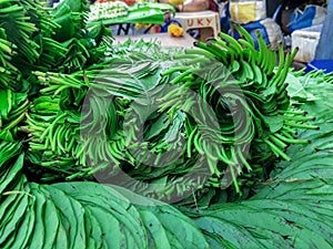 Betel leaves kept for sale in a local market in Bangalore