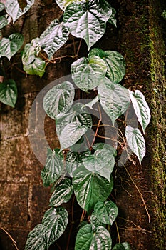 Betel leaves are the leaves of the Piper betle plant,