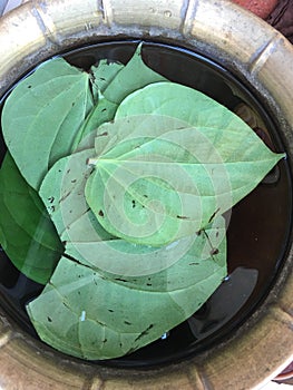 Betel leaves or Paan photo