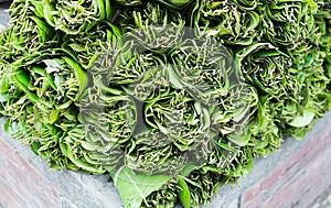 Betel leaves, Piper betle, on sale for medicinal use and as mild stimulant in Kathmandu, Nepal