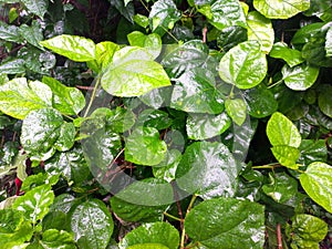 Betel Leaves in rainy morning