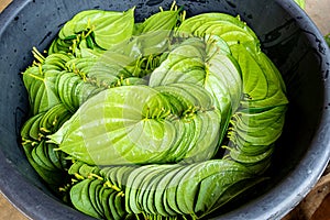 Betel Leaves for Sale in Market