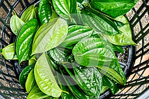 Betel Leaves for Sale in Market