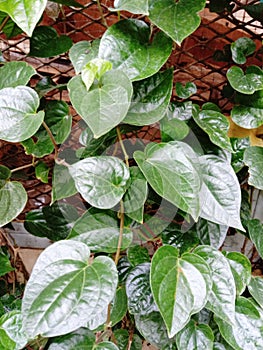 Betel leaves are spicy. It is well known that it is popularly applied to chalk and chalk together with betel.