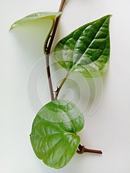 Betel leaves are spicy. It is well known that it is popularly applied to chalk and chalk together with betel.