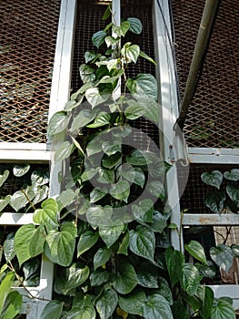 Betel leaves are spicy. It is well known that it is popularly applied to chalk and chalk together with betel.