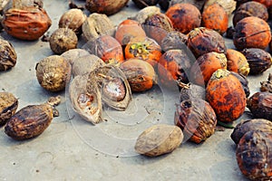 Betel Nut or Areca Nut background