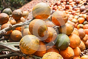 Betel nut or Areca catechu