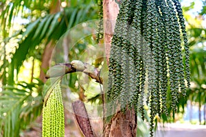 Betel nut or Areca catechu green raw in bunch