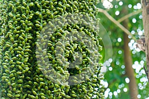 Betel nut or Areca catechu green raw in bunch