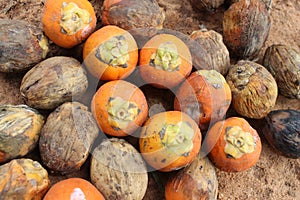 Betel Nut or Areca Nut