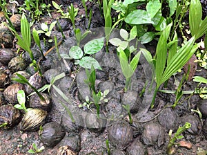 Betel Nut, Betel palm seeding