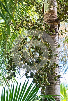 Betel nut fruit