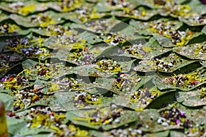 Betel nut  indian banarasi paan