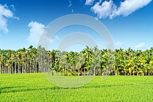 Betel Nut Orchard and Rice Fields in Hainan, China