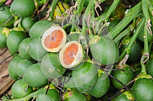 Betel nut palm