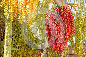 Betel nut palm