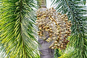 Betel nut palm or Betel Nuts on tree, Areca catechu tree