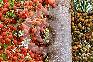 Betel nut palm or nuts on tree