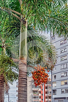 Betel nut palm tree with flowers and orange fruits on a city street in Tenerife