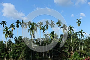 Betel nut plantation