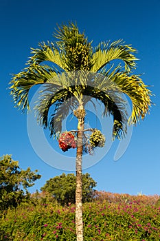 Betel Nut tree growing in Kauai