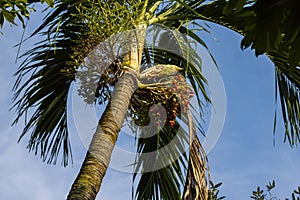 Betel nut tree on the river bank of the Mekong river. The tree has many names as areca palm, areca nut palm, betel palm. Growing