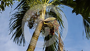 Betel nut tree on the river bank of the Mekong river. The tree has many names as areca palm, areca nut palm, betel palm. Growing