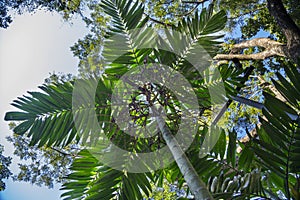 Betel Nut Trees - Perfect palm trees against a beautiful blue sky, has many names as areca palm, areca nut palm, betel palm