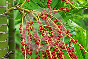 Betel nuts