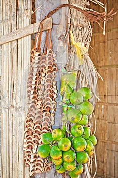 Betel Nuts ( Areca catechu Linn)