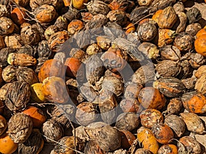 Betel nuts or Areca nuts