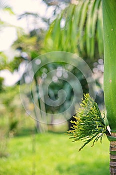 Betel Nuts or areca palm flower bunch