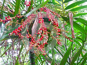 Betel nuts in a tree