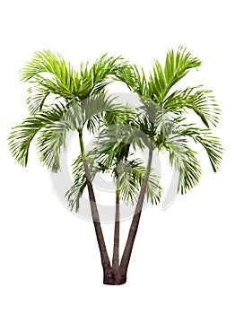 Betel palm