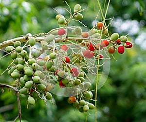 Betel palm