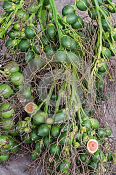 Betel palm or Betel nut