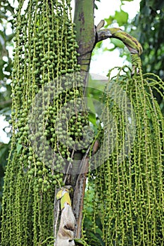 Betel palm or Betel nut or Areca catechu green raw in bunch